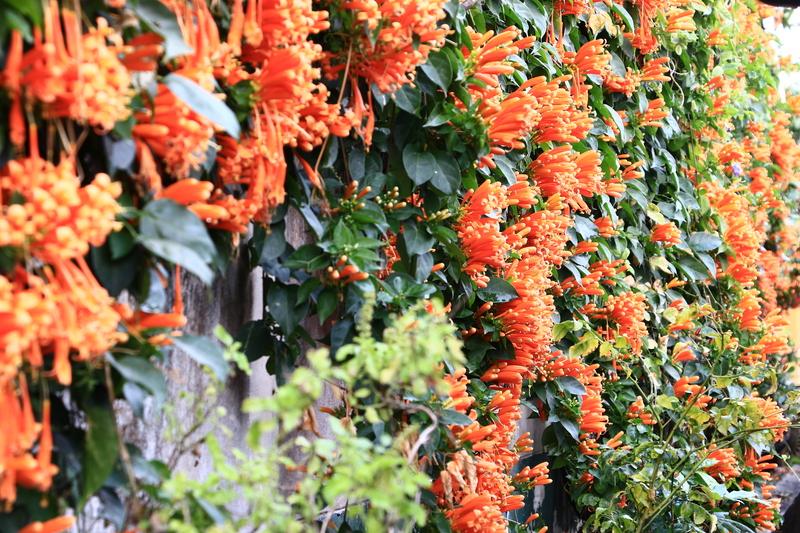 garden design Garden